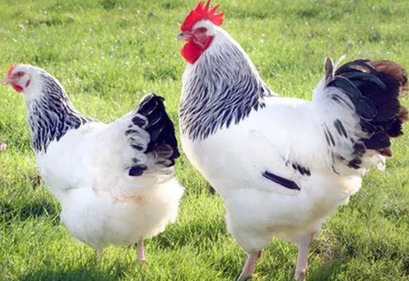 Brumisation agricole volailler