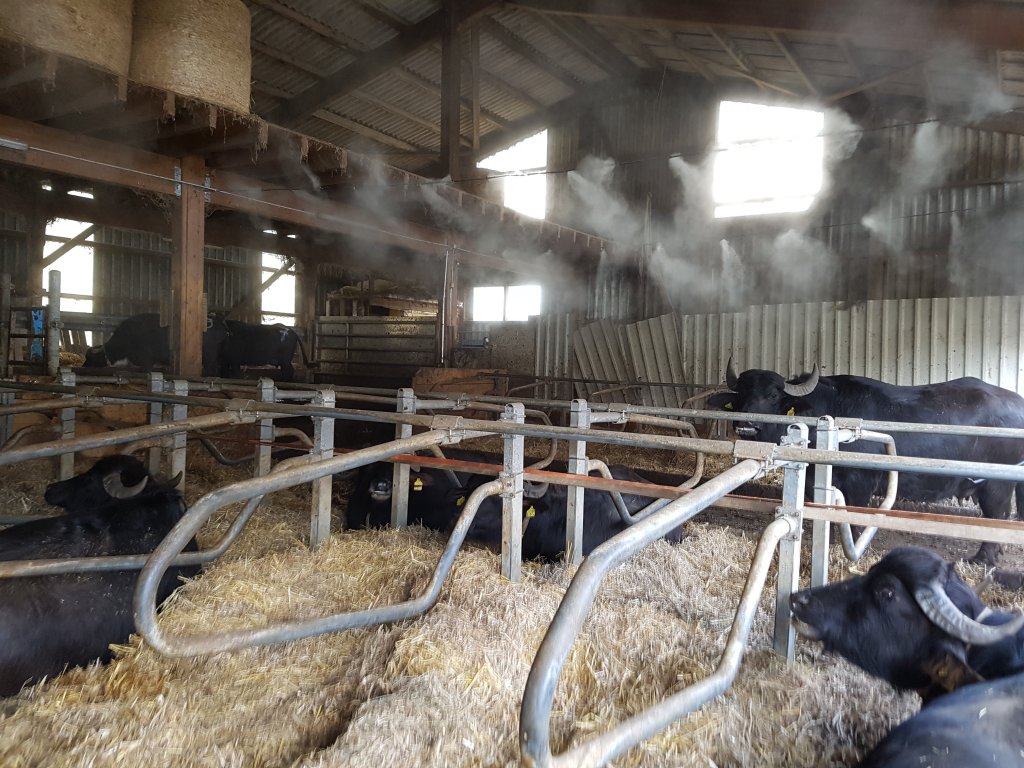 Brumisation haute pression pour les bovins