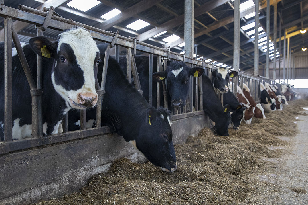 Stress thermique chez les vaches laitières