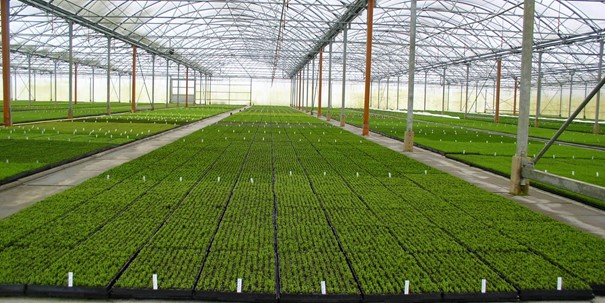 Brumisation HP pour serres horticoles