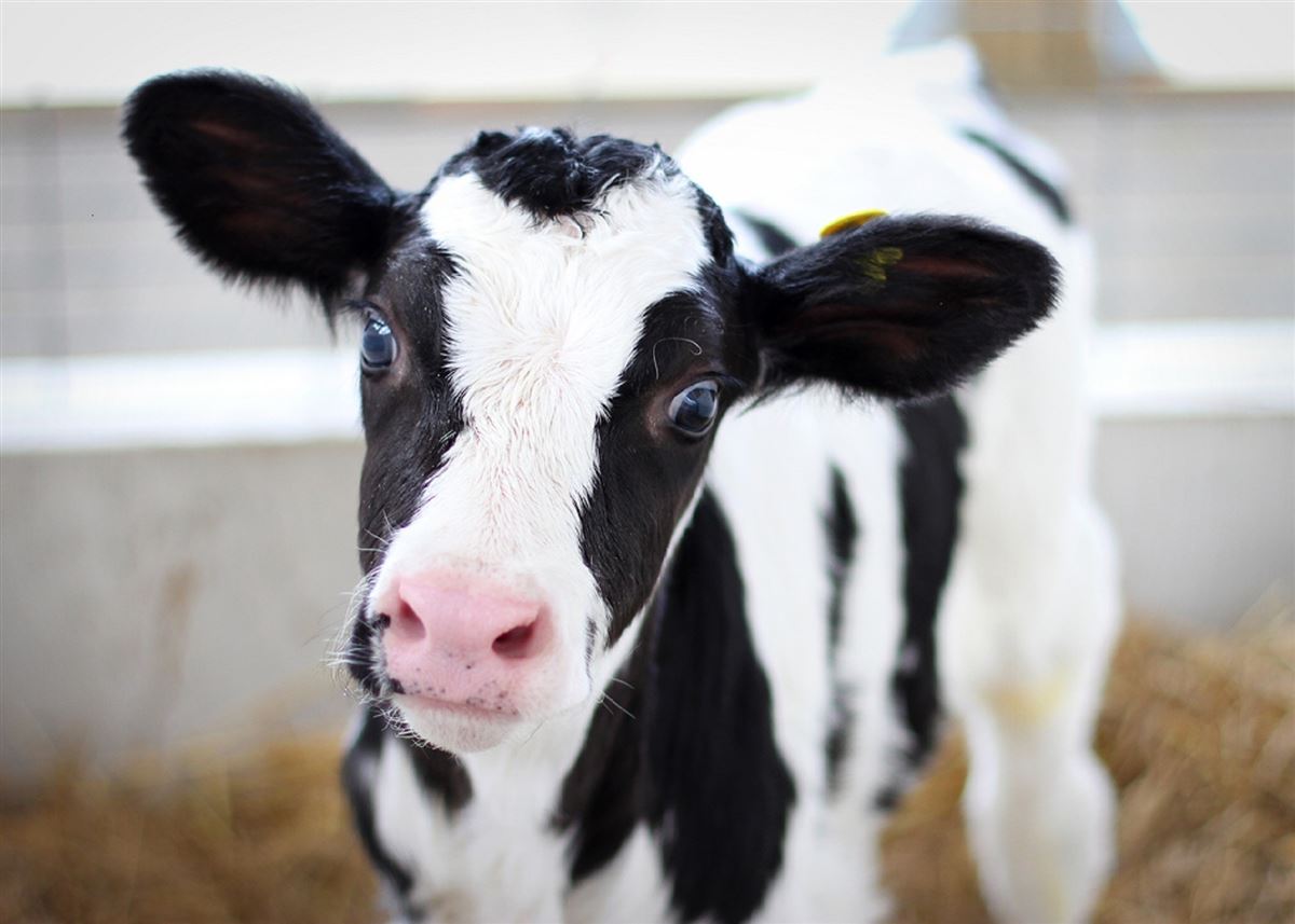 Brumisation de vaches laitières