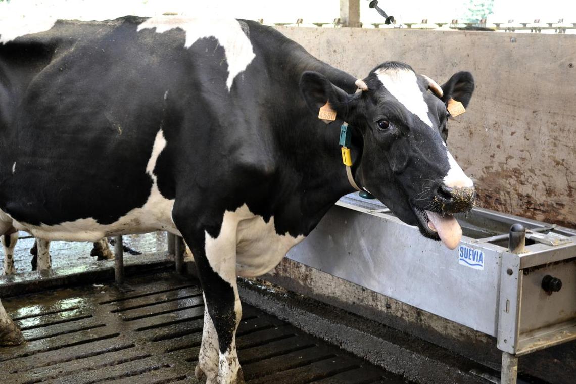 BrumisationHaute Pression pour stabulations libres de vaches laitières
