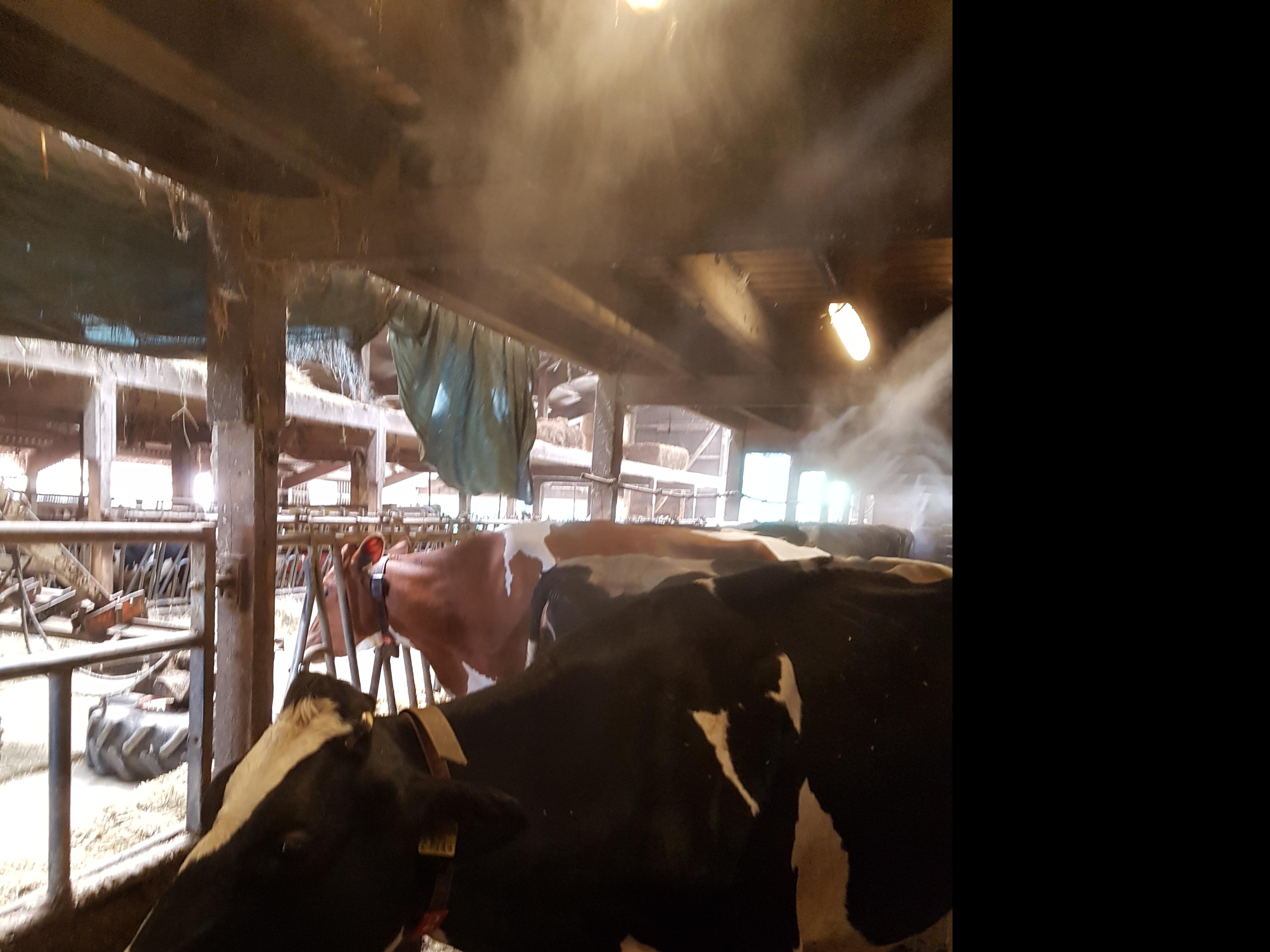 Brumisation haute pression pour vaches laitières